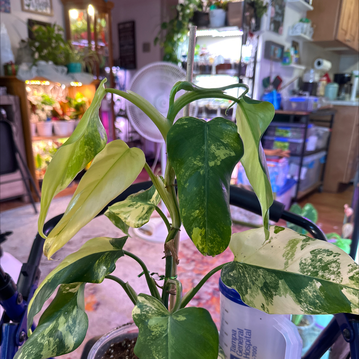 Variegated Philodendron with green and yellow leaves indoors, some yellowing visible.