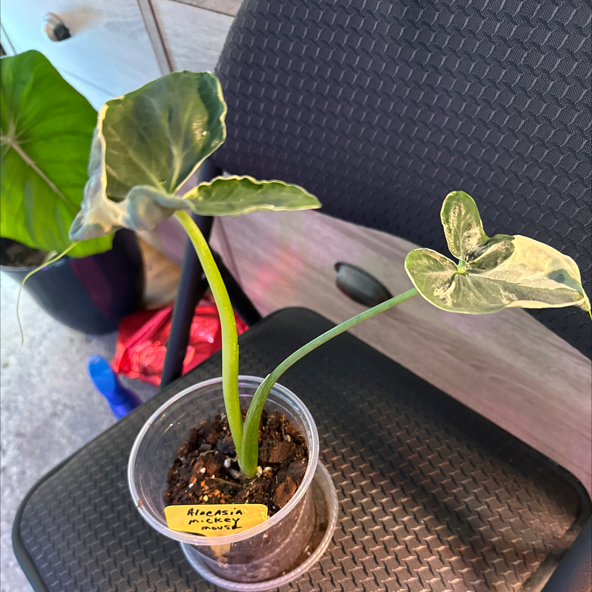 Potted Mickey Mouse Taro plant with variegated leaves on a chair.