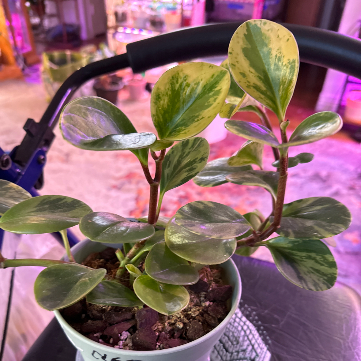 Marble Peperomia plant in a pot with variegated green and yellow leaves.