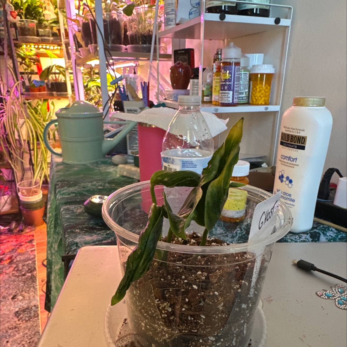 Photo of the plant species Philo Ghost by @clairsheart named Ghost south wall rack, two shelf four on Greg, the plant care app