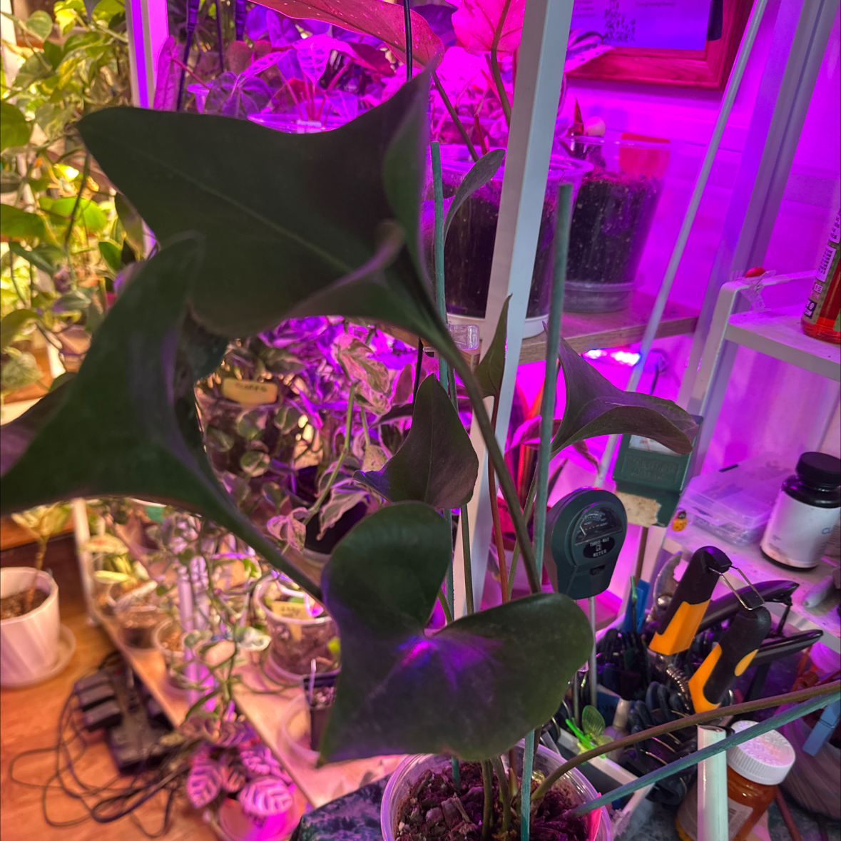 Photo of the plant species Anthurium ‘Arrow’ by @clairsheart named Abigail. Black rack shelf 2 on Greg, the plant care app