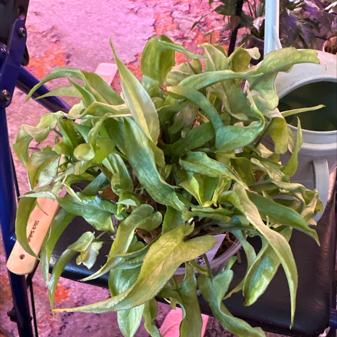 Photo of the plant species Syngonium Silver Fox by @clairsheart named Silver Fox. South wall rack two shelf three. on Greg, the plant care app