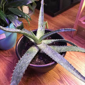 Broad-Leaved Aloe plant in Tampa, Florida