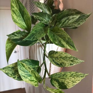Marble Queen Pothos plant in Tampa, Florida