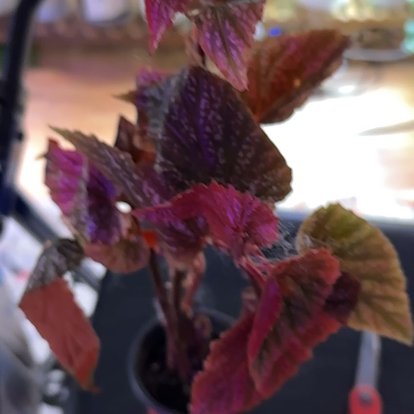 Plant care for Sophia on Greg, the plant care app