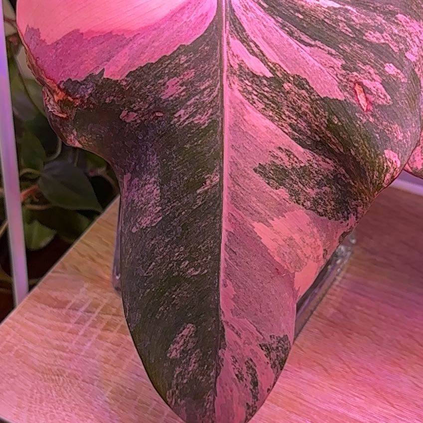 Close-up of a Strawberry Shake Philodendron leaf with pink and green variegation.