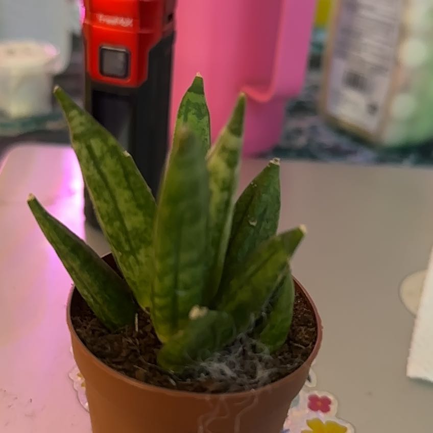 Photo of the plant species Hedgehog Sansevieria by @clairsheart named Tina south wall rack, one shelf three on Greg, the plant care app