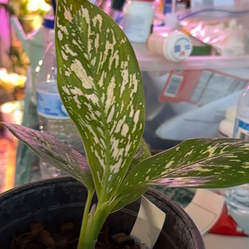 Plant care for Camouflage on Greg, the plant care app