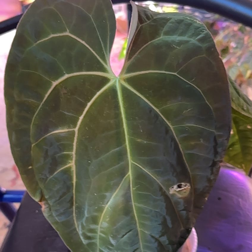 Photo of the plant species Ace of Spades by @clairsheart named Justin on Greg, the plant care app