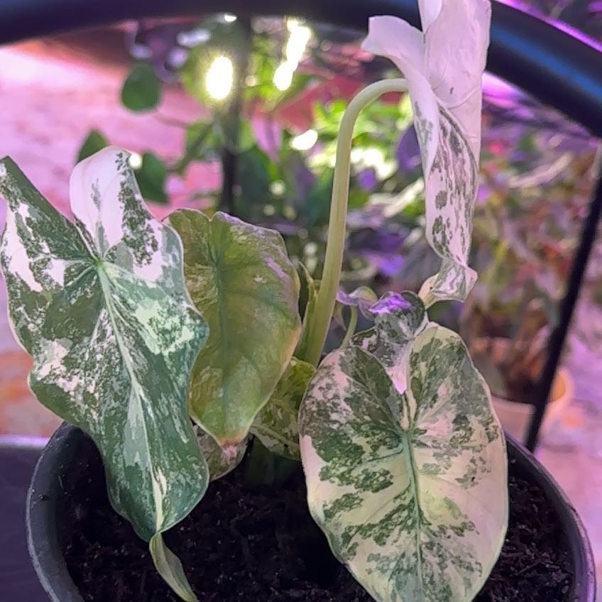 Photo of the plant species Variegated Alocasia Odora by @clairsheart named Jessy first of all rack 2 on Greg, the plant care app