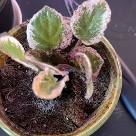Photo of the plant species Kindred Spirit® Oak by @clairsheart named Buckeye kinder spirit on Greg, the plant care app