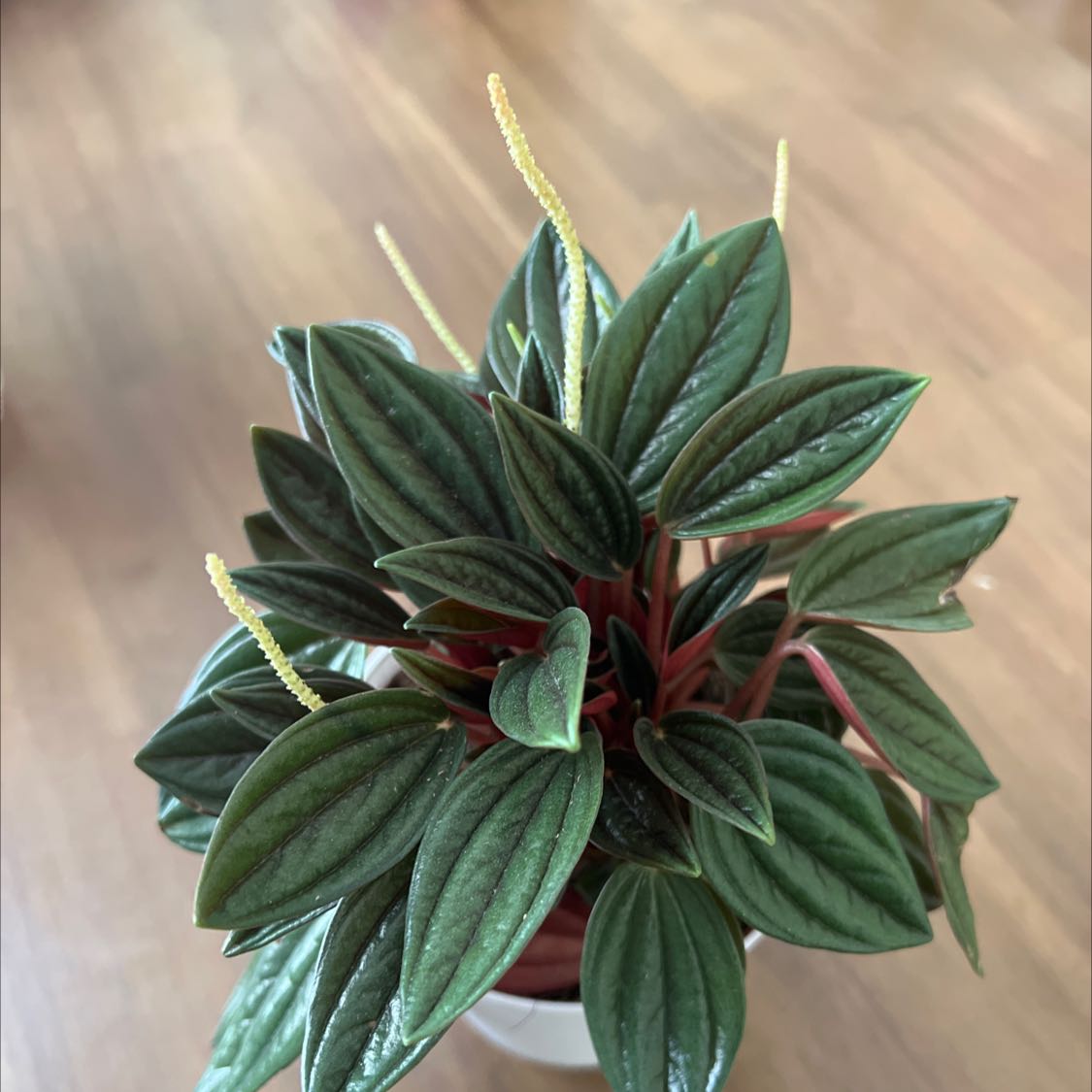 Photo of the plant species Peperomia 'Rosso' by @CoolSeaofpink named Fernie Mac on Greg, the plant care app