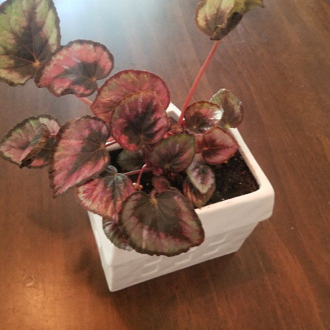 Photo of the plant species Begonia rex by @loveleigh named Clifford on Greg, the plant care app