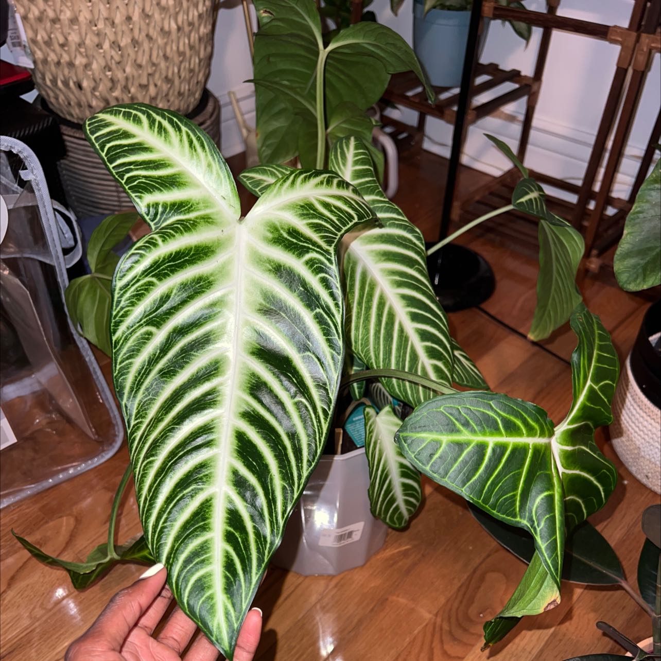 Caladium lindenii 'Magnificum' plant with vibrant green leaves and white veins, held by a hand.