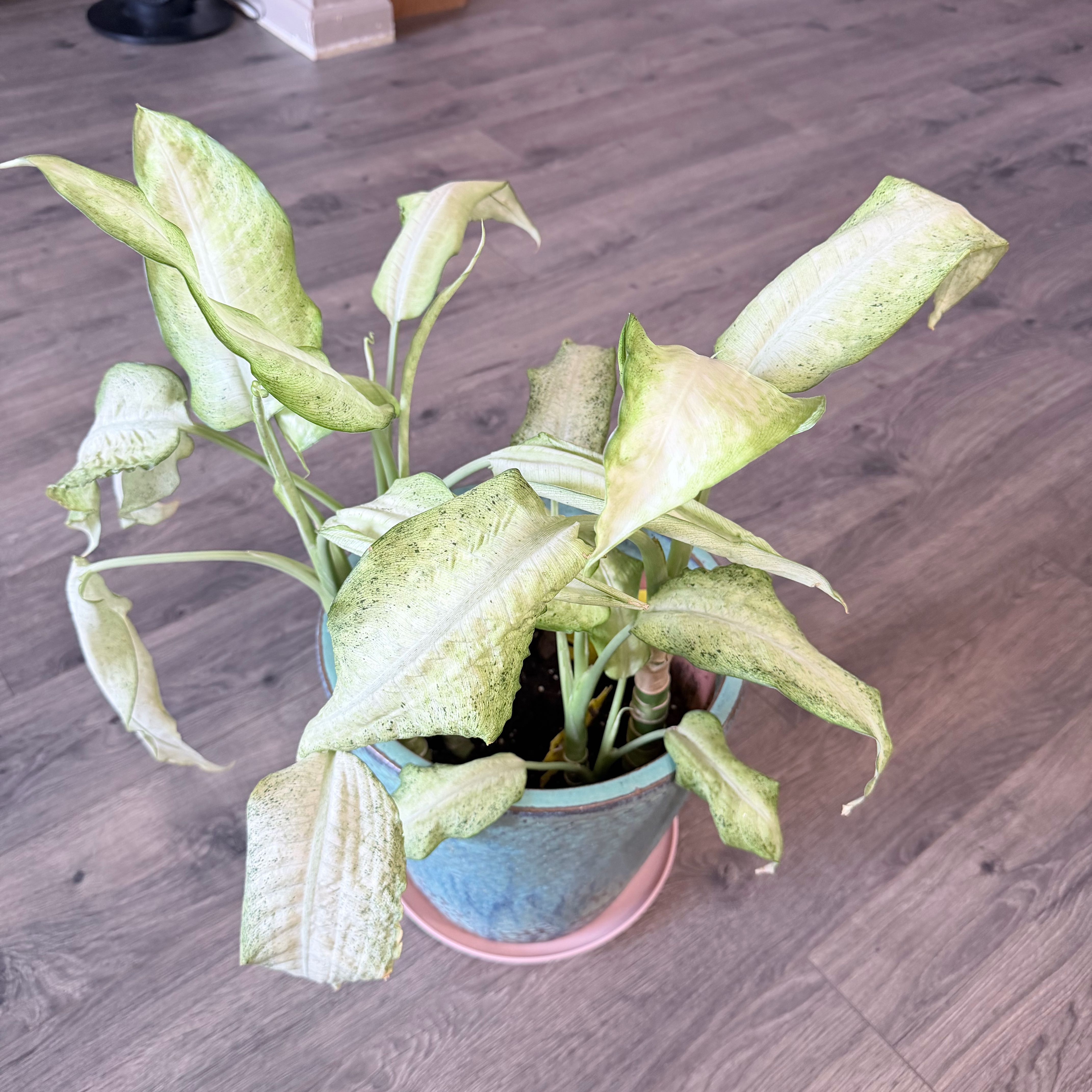 Photo of the plant species Camo Dumb Cane by @Thatonegirl named Dummie on Greg, the plant care app