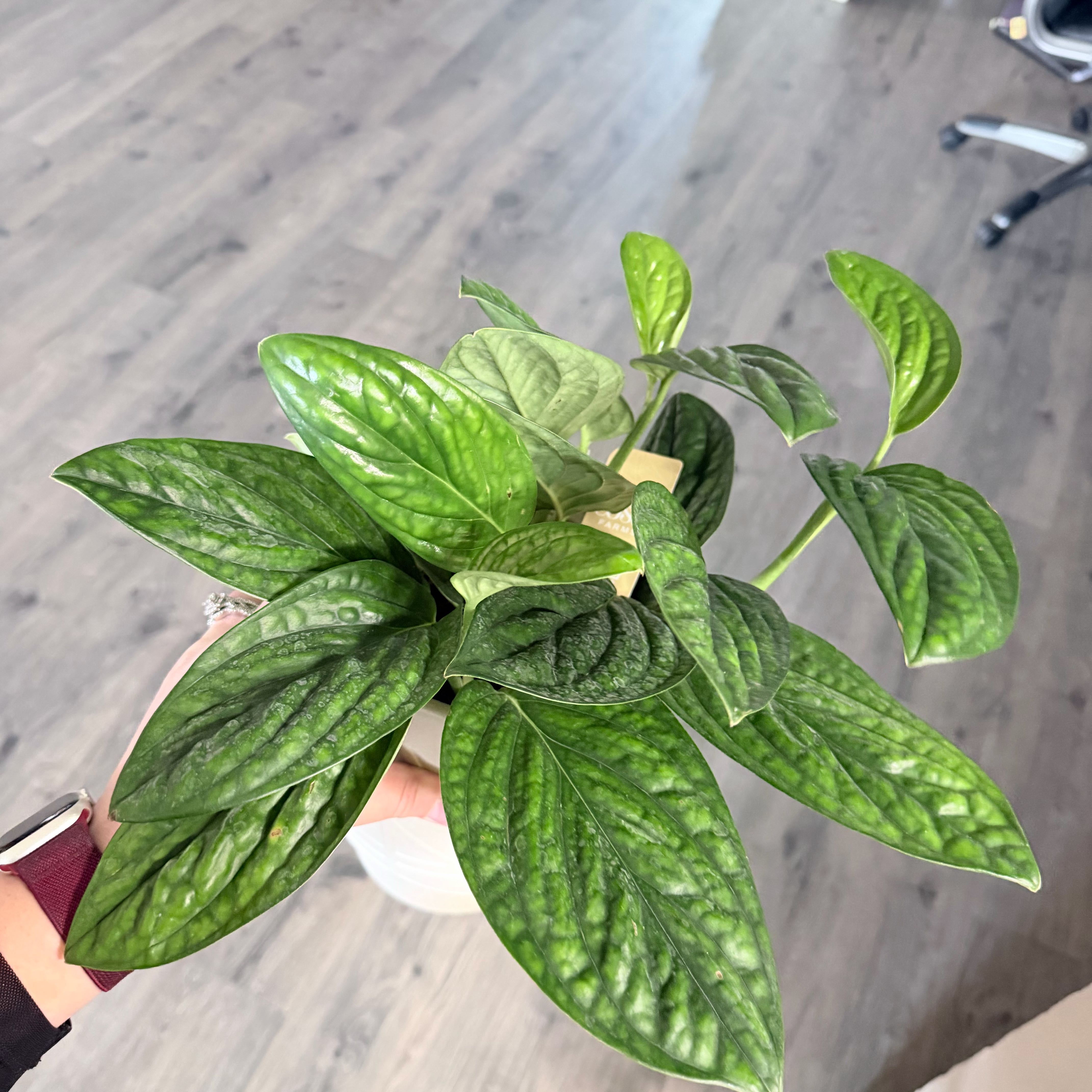 Photo of the plant species Monstera Peru by @Thatonegirl named Homer on Greg, the plant care app