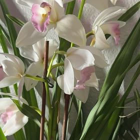 Photo of the plant species Cymbidium Orchid by @Shelley named Joseph on Greg, the plant care app
