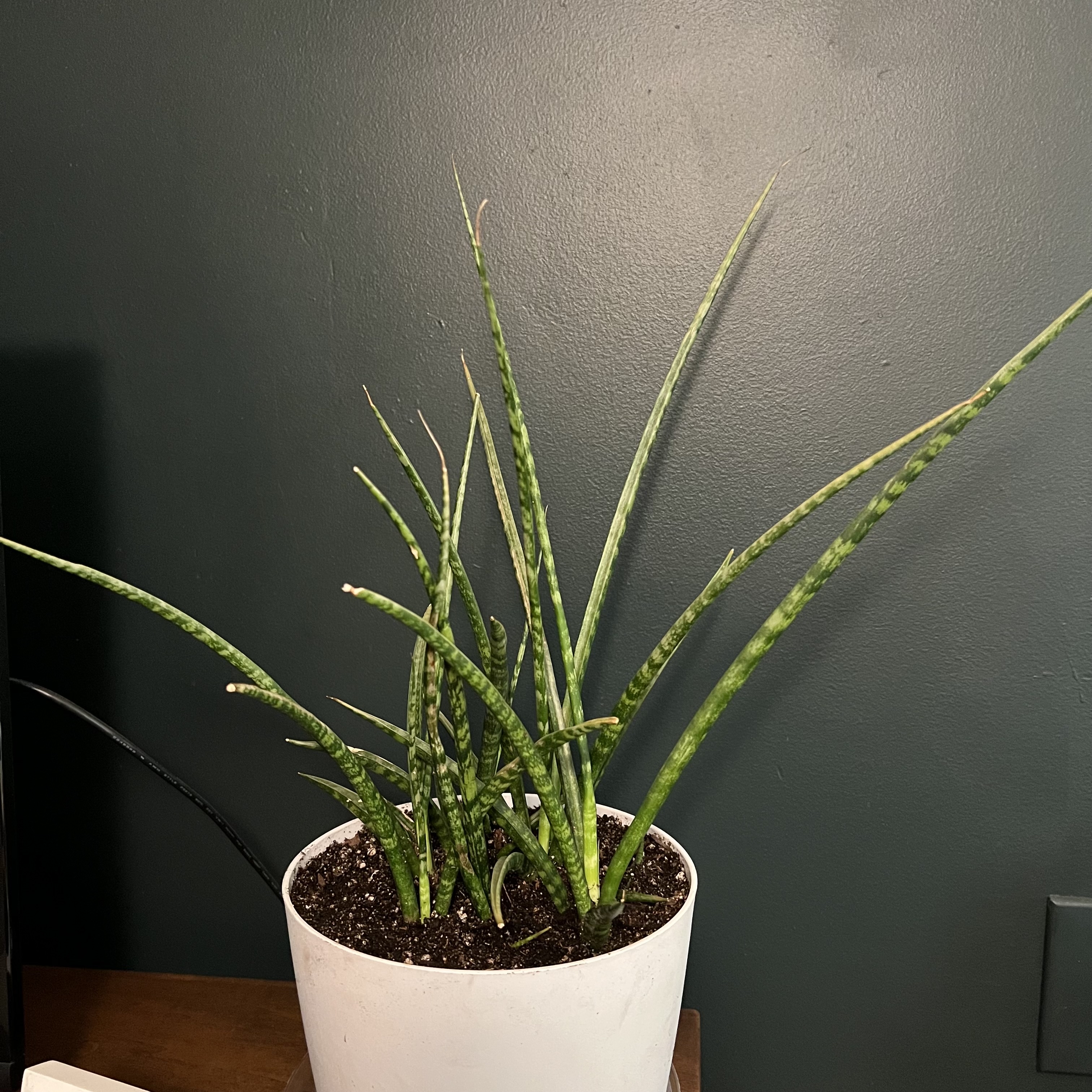 Dracaena 'Mikado' plant in a white pot with visible soil, upright green leaves.