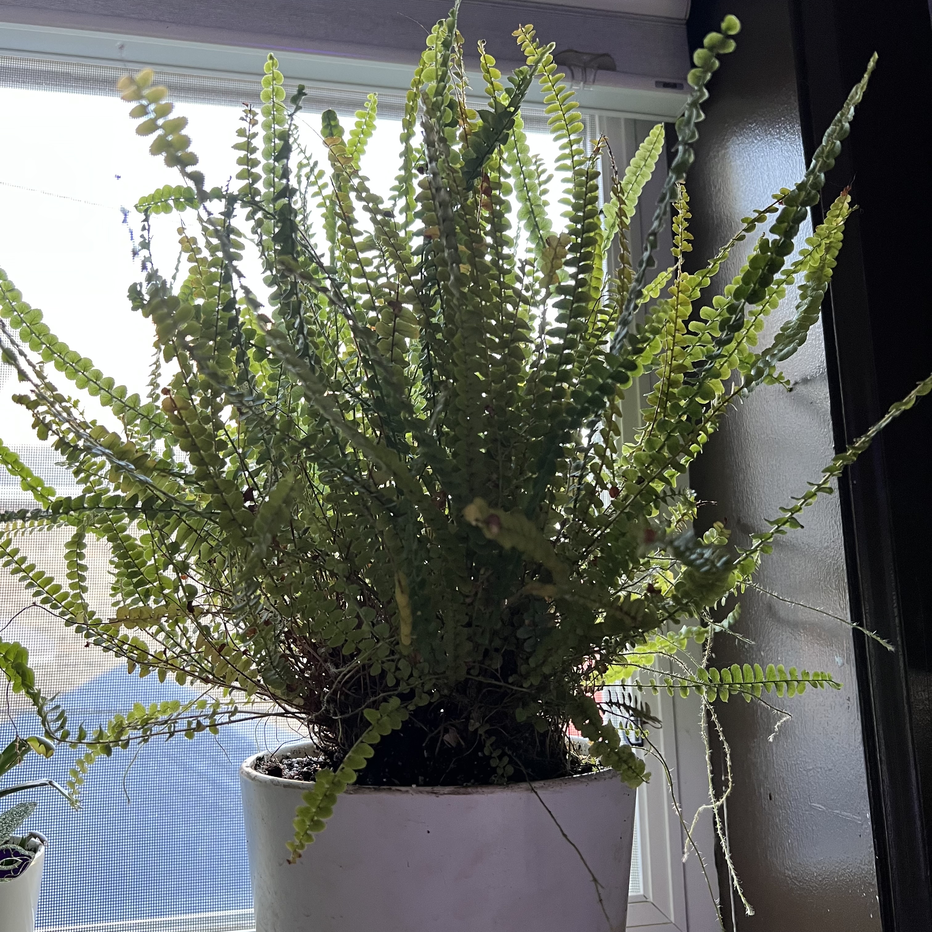 Healthy erect sword fern with lush green fronds growing in a white pot on a windowsill.