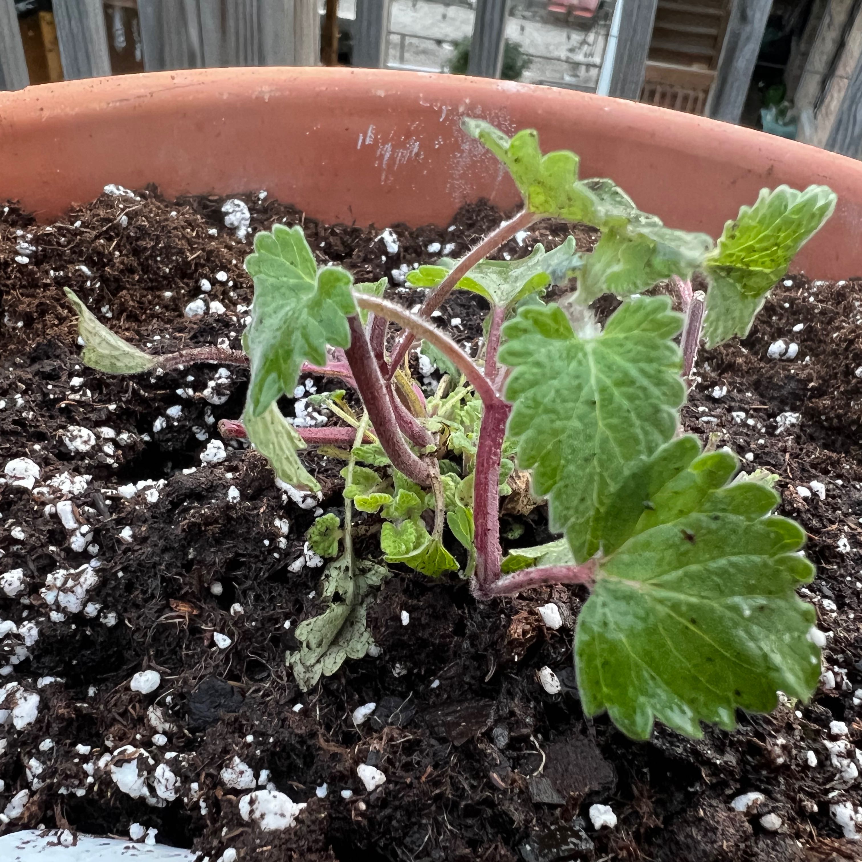 Young catnip plant in a pot with visible soil and slightly wilted leaves.