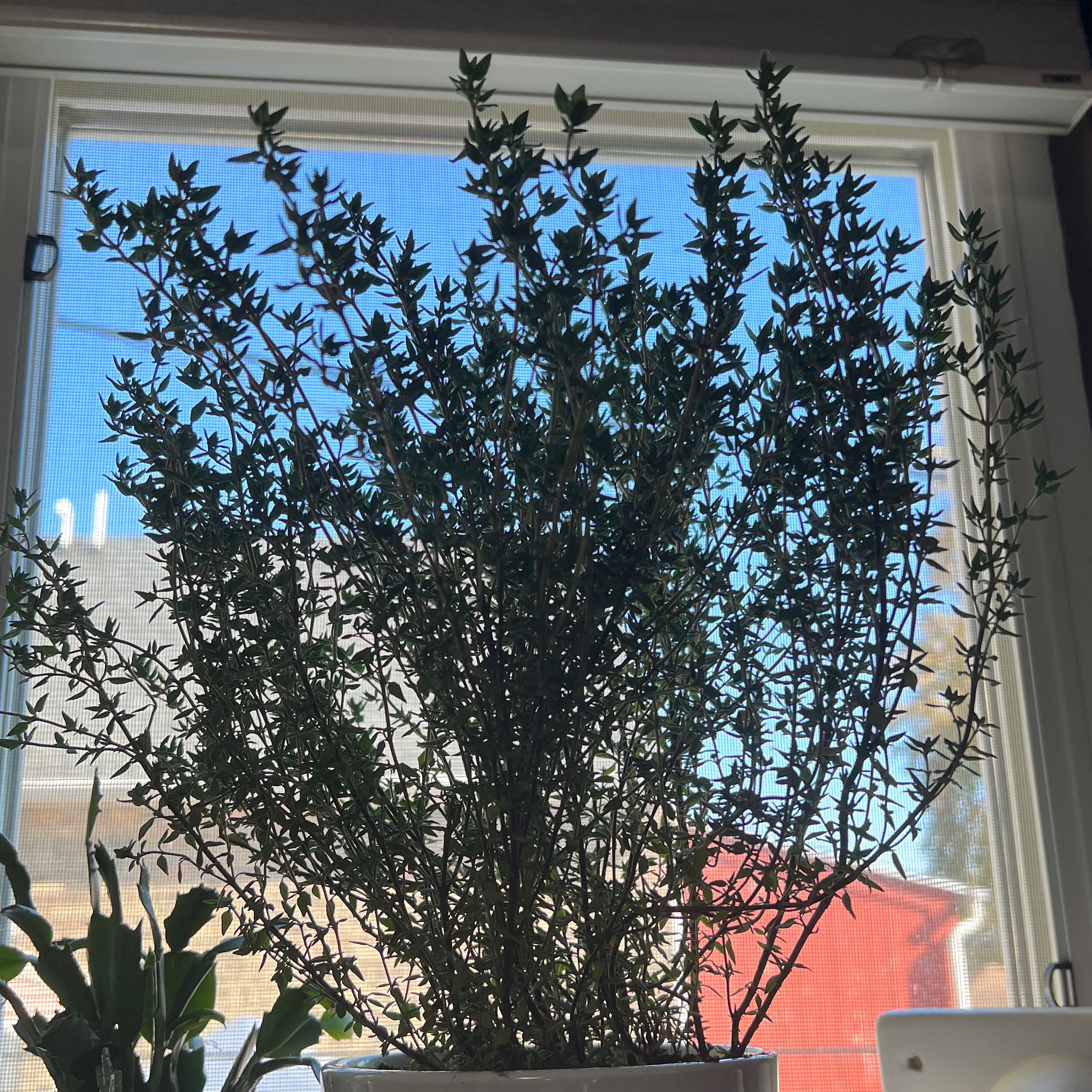 Healthy, thriving potted common thyme plant with dense dark green leaves, grown indoors in bright light.