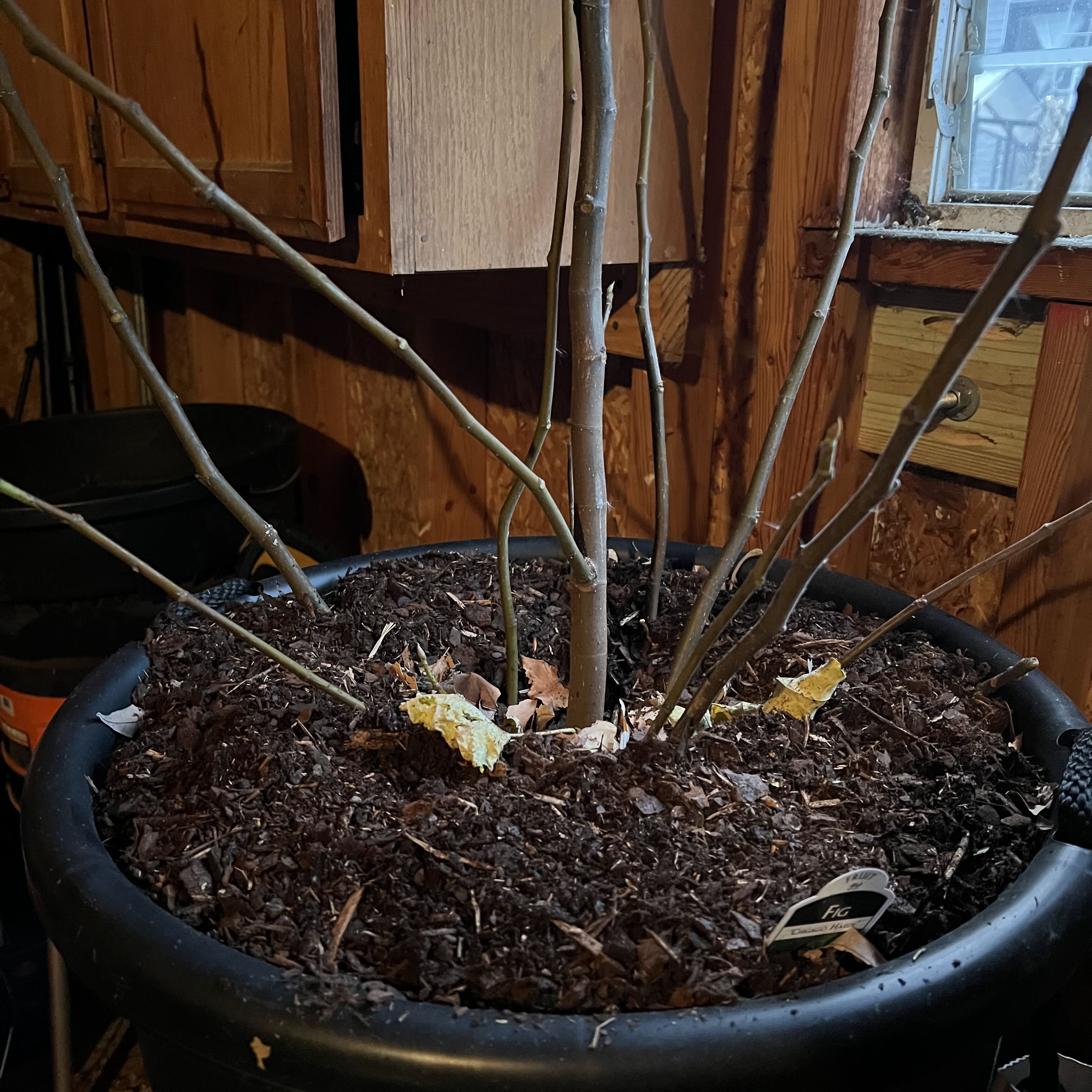 Photo of the plant species Hardy Fig Tree by Kerri named Chicago hardy fig tree on Greg, the plant care app