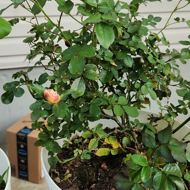 Photo of the plant species Peach Drift Rose by @CrimsonDraggen named Peaches on Greg, the plant care app