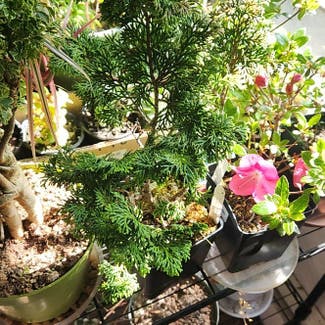 Dwarf Hinoki Cypress plant in Selden, New York