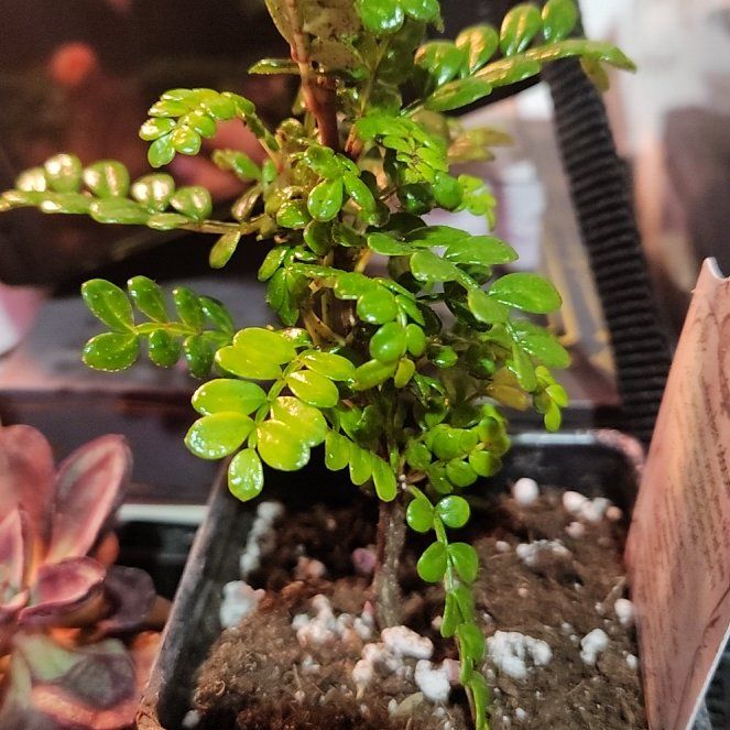 Photo of the plant species Lemon Pepper Tree by @CrimsonDraggen named Yellowwood on Greg, the plant care app