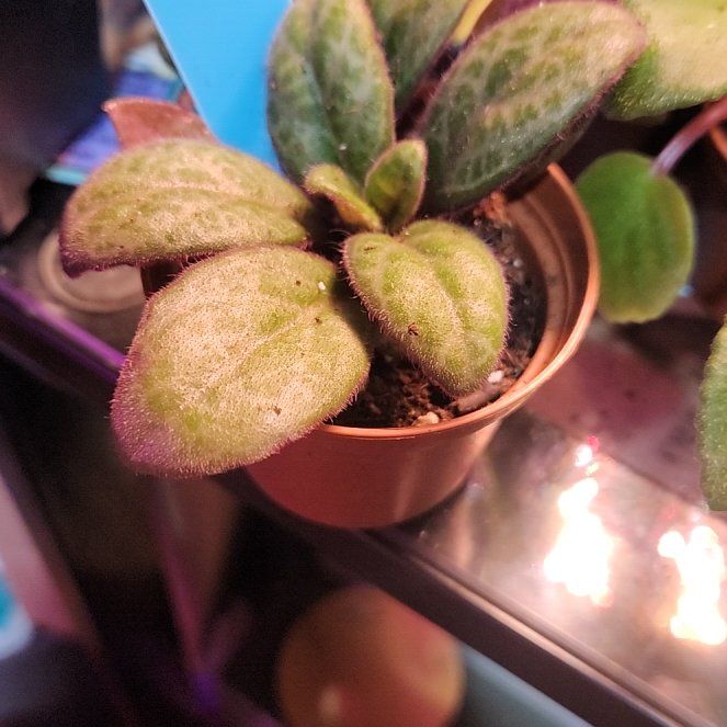 Photo of the plant species Asian Violet Summer Song by @CrimsonDraggen named UV Forever Yung on Greg, the plant care app