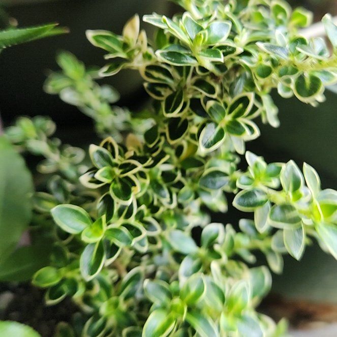Photo of the plant species Snow Rose by @CrimsonDraggen named Mt. Fuji on Greg, the plant care app