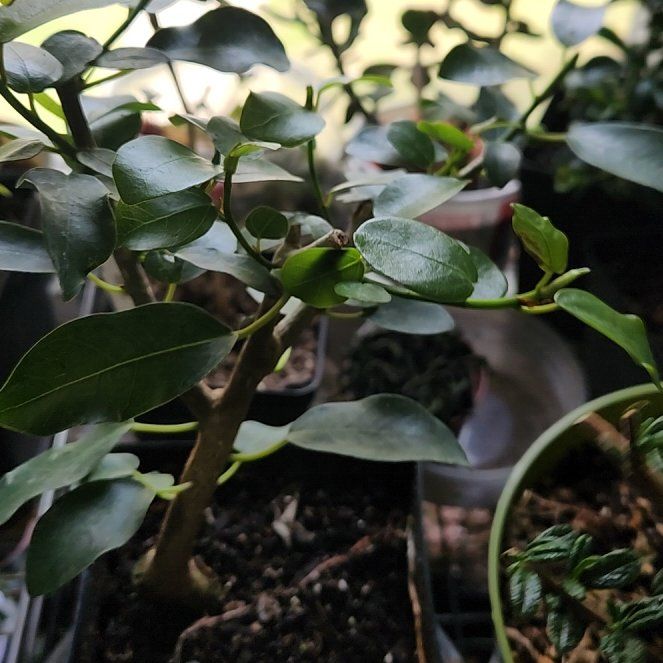 Photo of the plant species South African Fig by @CrimsonDraggen named Burtt-davyi on Greg, the plant care app