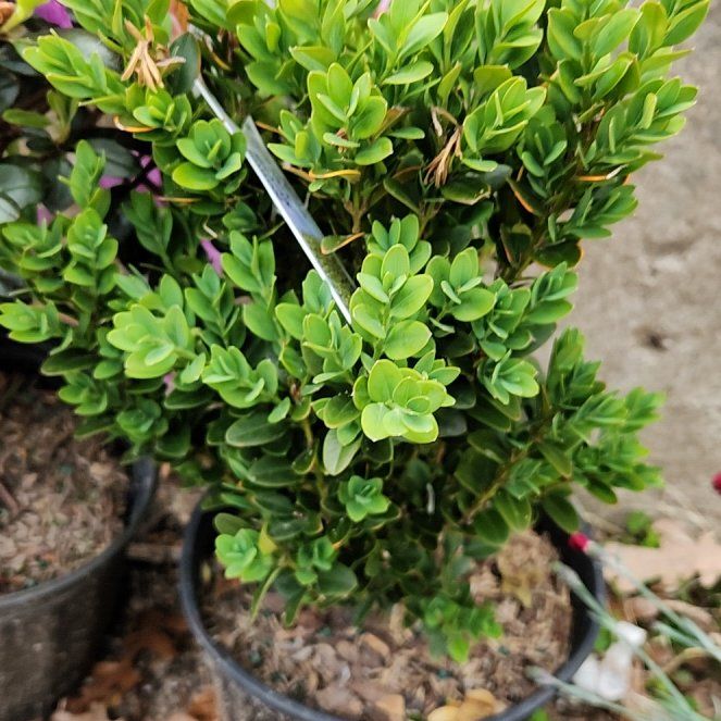 Photo of the plant species Green Mountain Buxus by @CrimsonDraggen named Boxwood on Greg, the plant care app