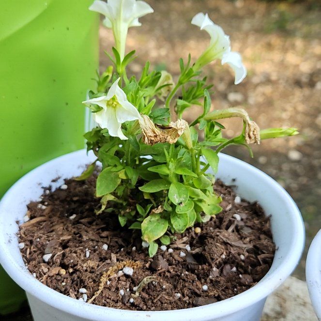 Photo of the plant species Bioluminescent Firefly Petunia by @CrimsonDraggen named Nescent on Greg, the plant care app