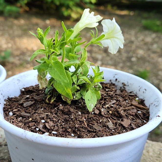 Photo of the plant species Bioluminescent Firefly Petunia by @CrimsonDraggen named Lumi on Greg, the plant care app