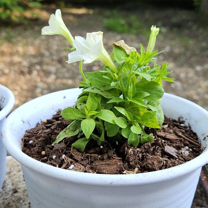 Photo of the plant species Bioluminescent Firefly Petunia by @CrimsonDraggen named Bio on Greg, the plant care app