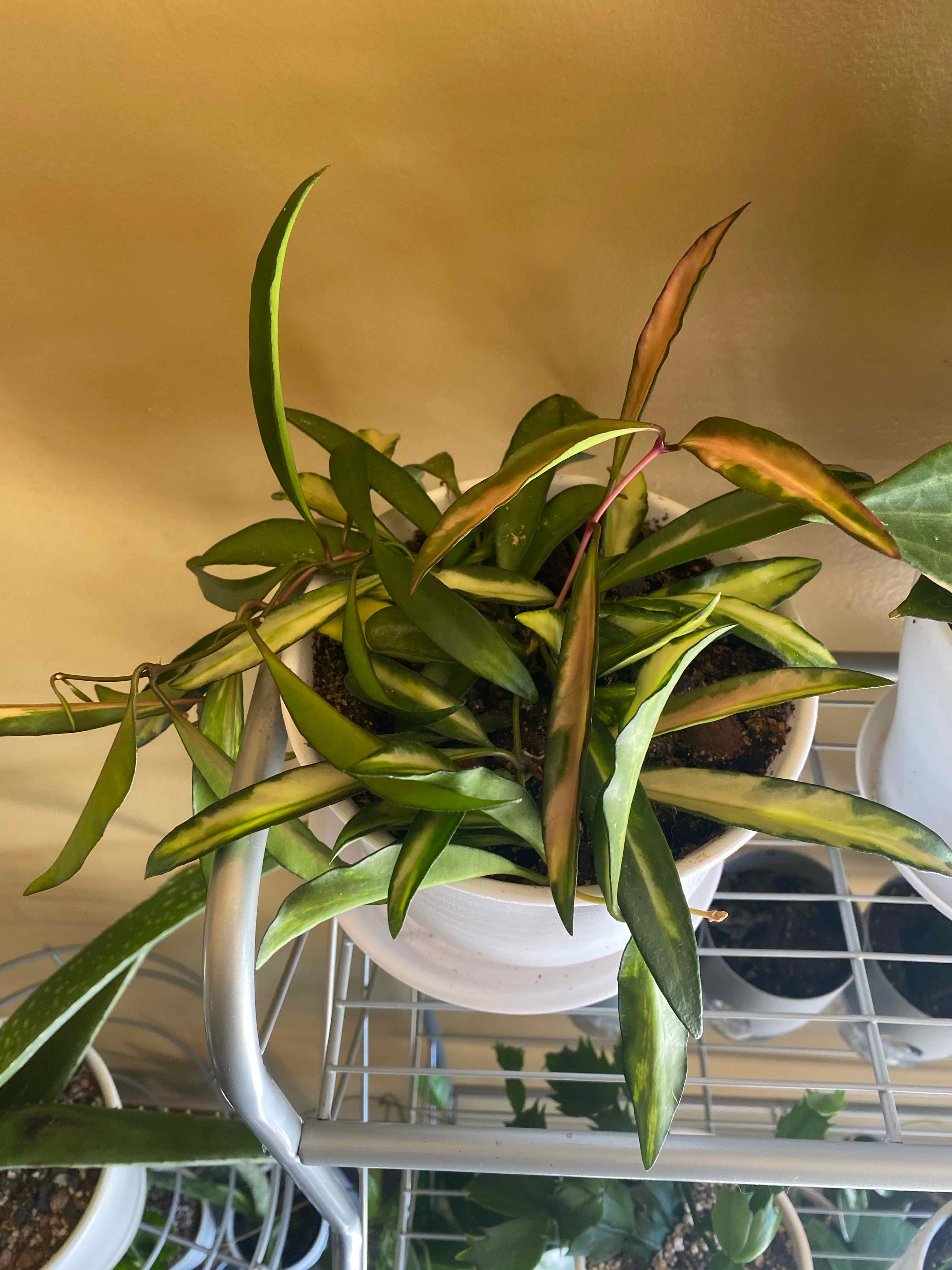 Stringbean Hoya plant with some yellowing and browning leaves in a white pot on a metal shelf.