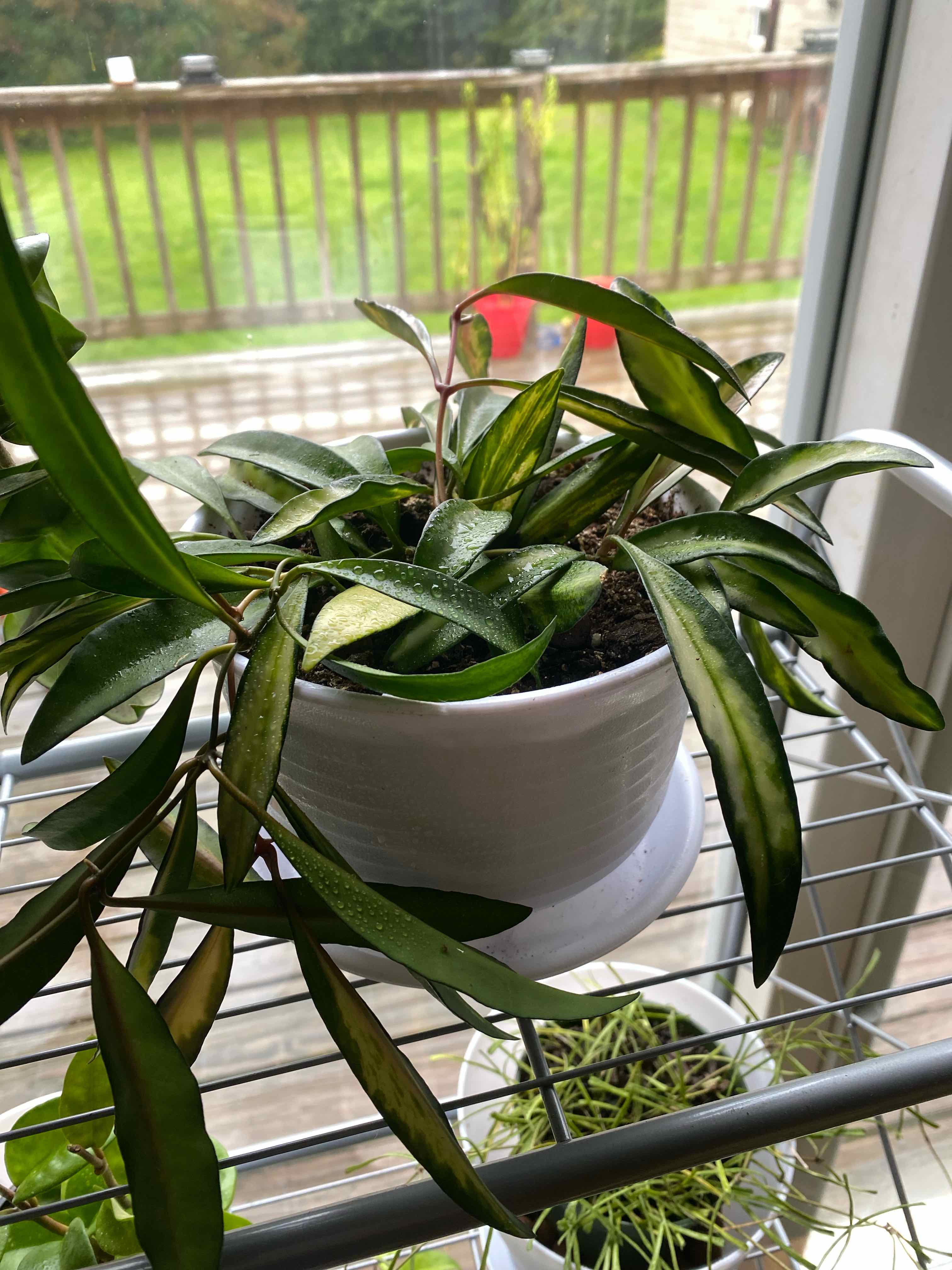 Stringbean Hoya plant in a white pot on a metal rack near a window.