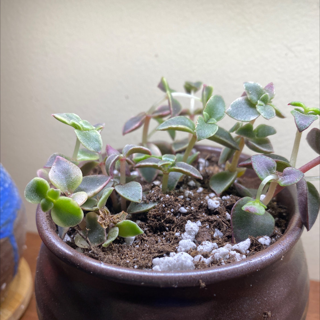 Potted Calico Kitten plant with healthy, fleshy leaves and visible soil.