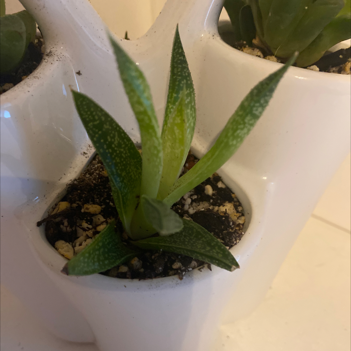 Your plant