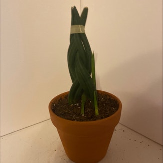 Cylindrical Snake Plant plant in Pittsburgh, Pennsylvania