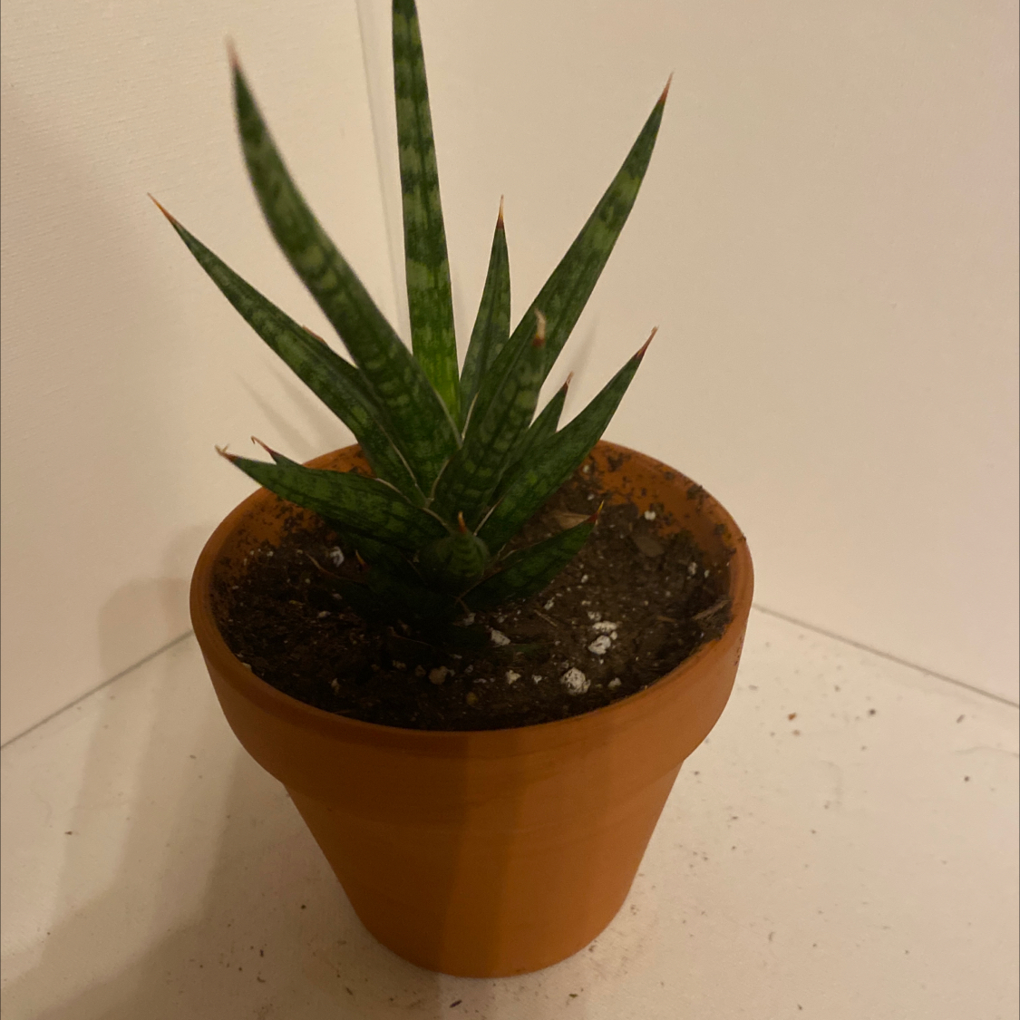 Sansevieria francisii