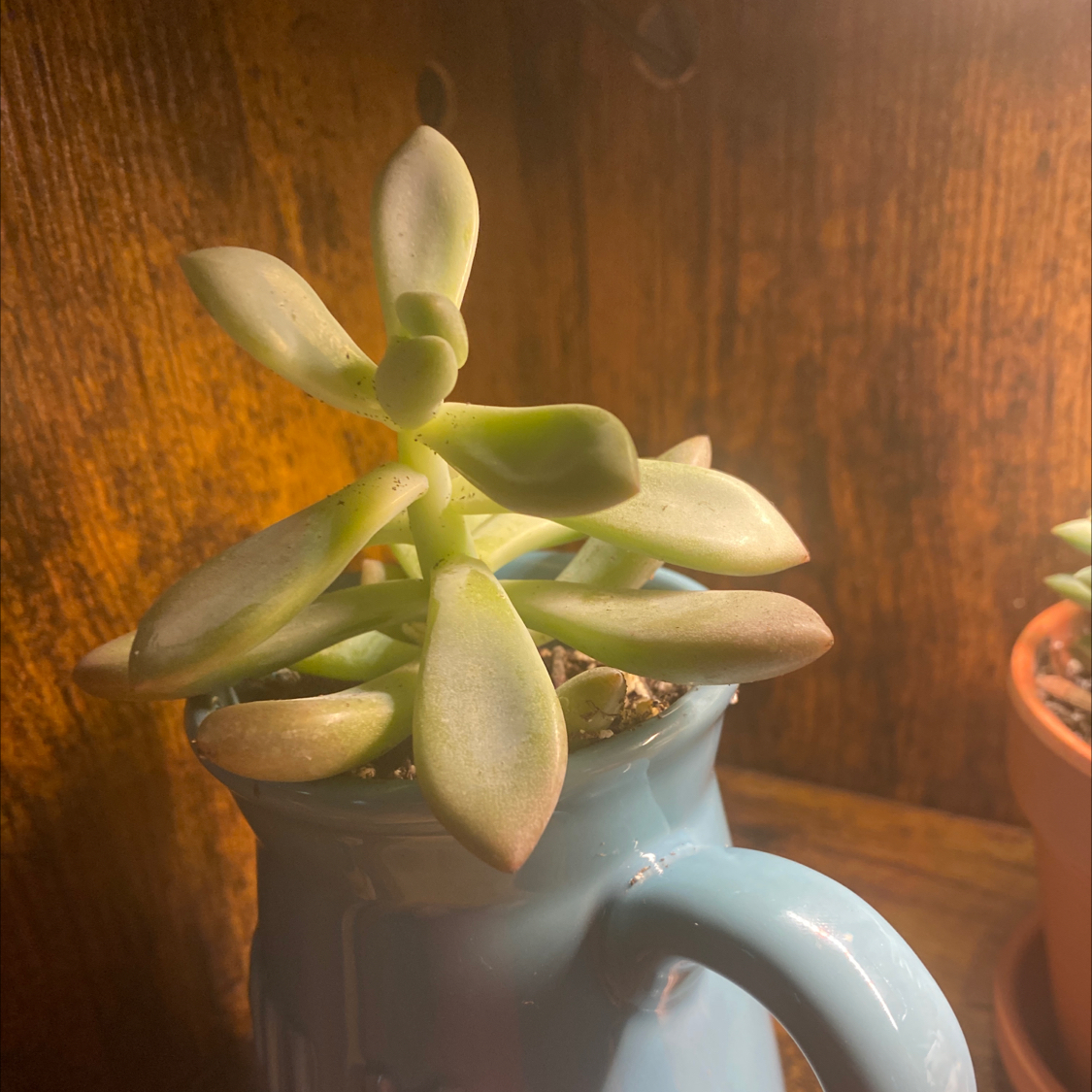 Graptoveria 'Opalina' succulent in a blue pot on a wooden surface.