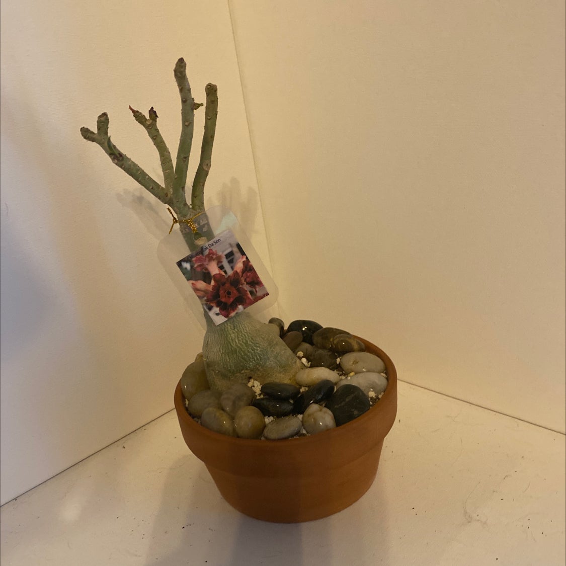 Plant care for Alyxia celebica on Greg, the plant care app