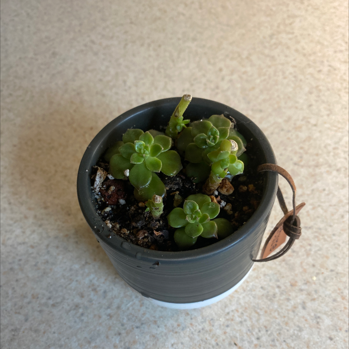 Potted Graptoveria 'Bashful™' succulent with green leaves in a black pot.