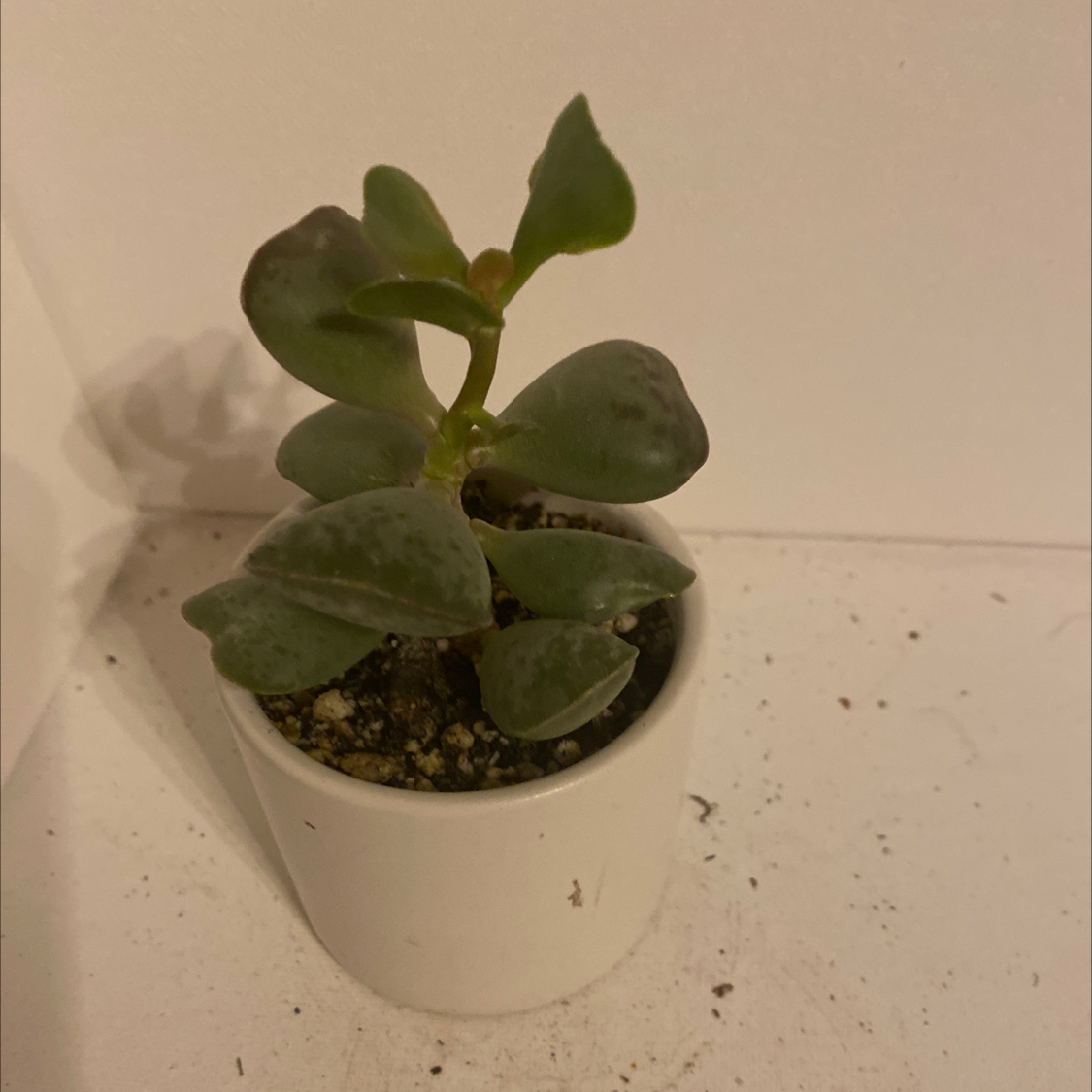 Adromischus maculatus