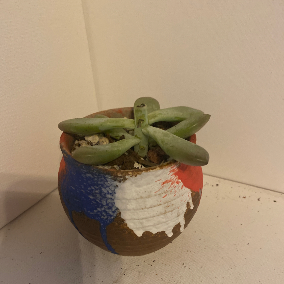 Graptoveria 'Opalina' succulent in a colorful pot with visible soil.