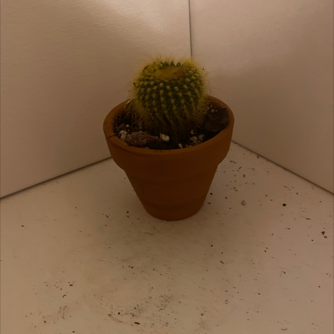 Parodia leninghausii