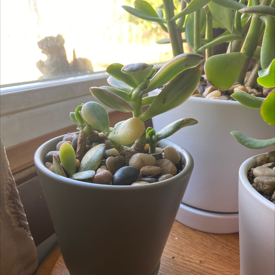 Potted Variegated Jade plant near a window with decorative pebbles covering the soil.