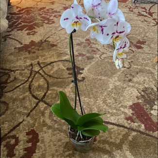 Phalaenopsis Orchid plant in Pittsburgh, Pennsylvania